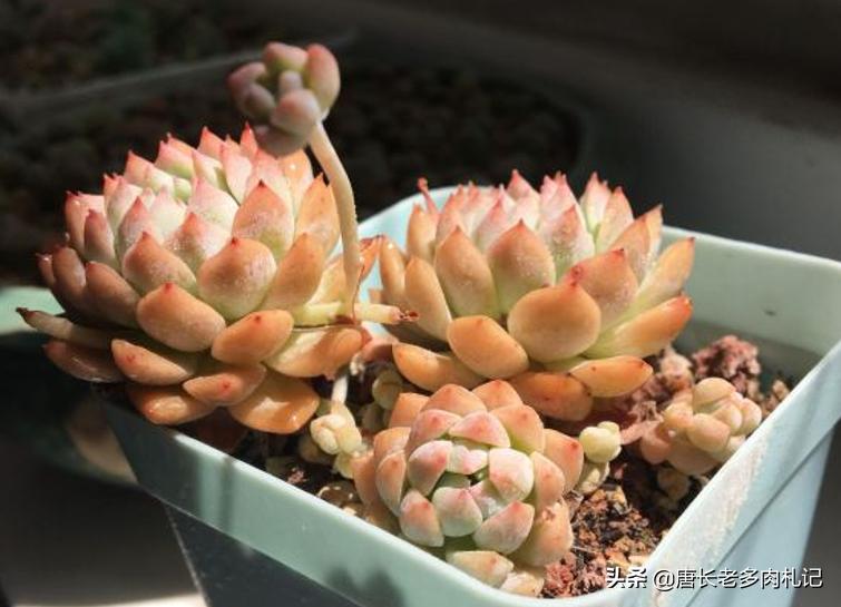 粉蔓多肉状态图,粉蔓多肉全状态