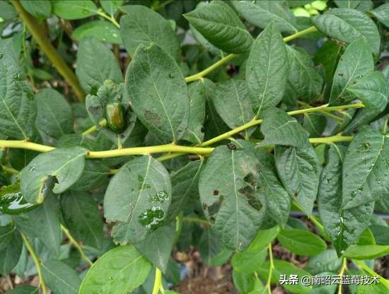 蓝莓常见虫害,蓝莓虫害及防治措施怎么写