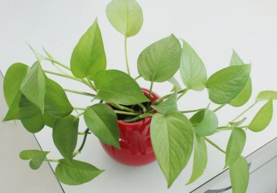 如何改善家里空气质量,家里空气不好怎么办小妙招