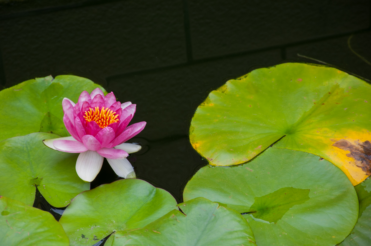 初学摄影入门相机推荐,初学摄影怎么选择全画幅单反相机