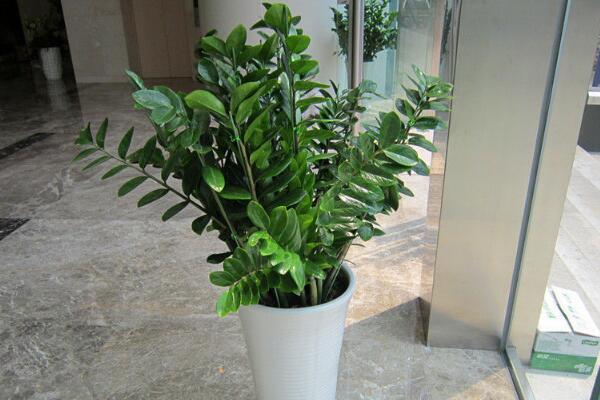 金钱树叶子发黄脱落怎么挽救,金钱树梗都发黑斑且变蔫了怎么救