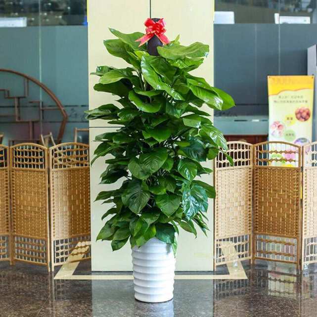 大叶绿萝和小叶是一样吗,绿萝为什么有大叶和小叶