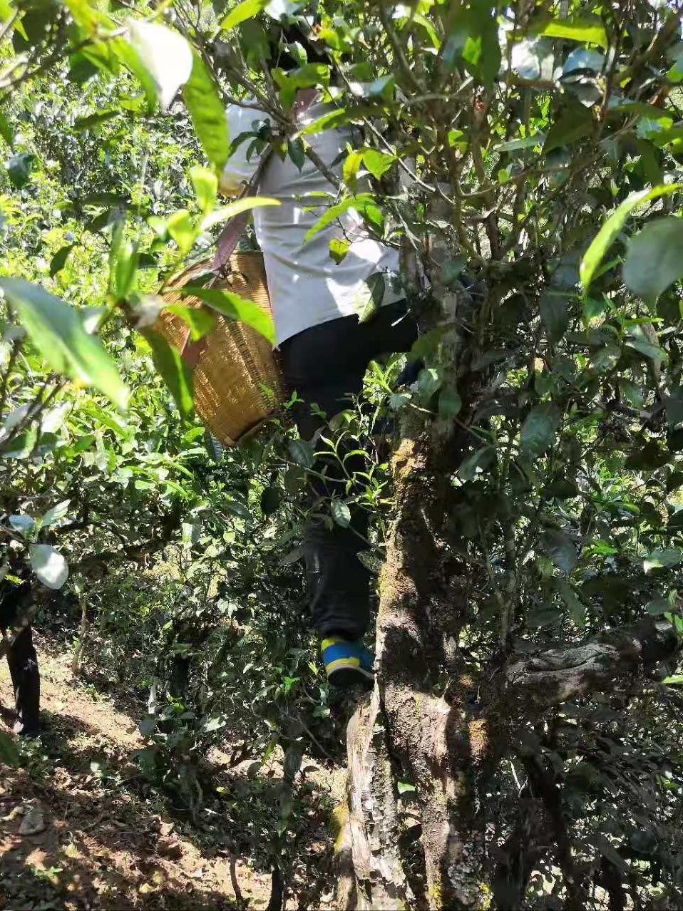 勐库古树茶勐库香韵,临沧勐库邦改茶