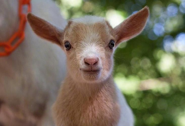 小羊羔拉稀怎么治疗最有效,小羊羔拉稀治疗单方
