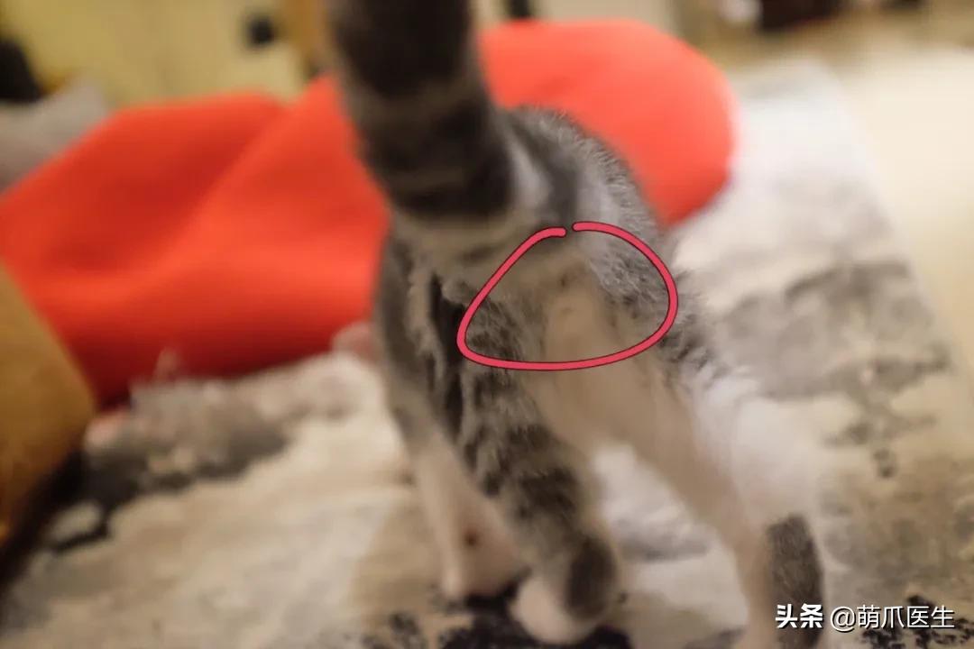 养了一年的母猫居然是公的,养了一年的猫才发现居然是母的