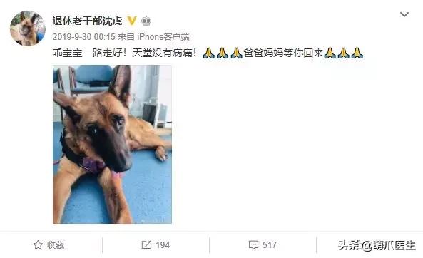 长得最像狼的狗,最帅狗