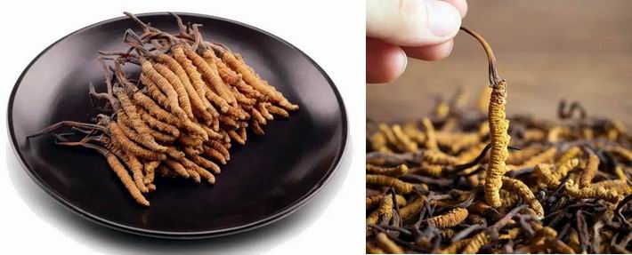 臻选虫草花蛹虫草,蛹虫草和虫草花是一样吗