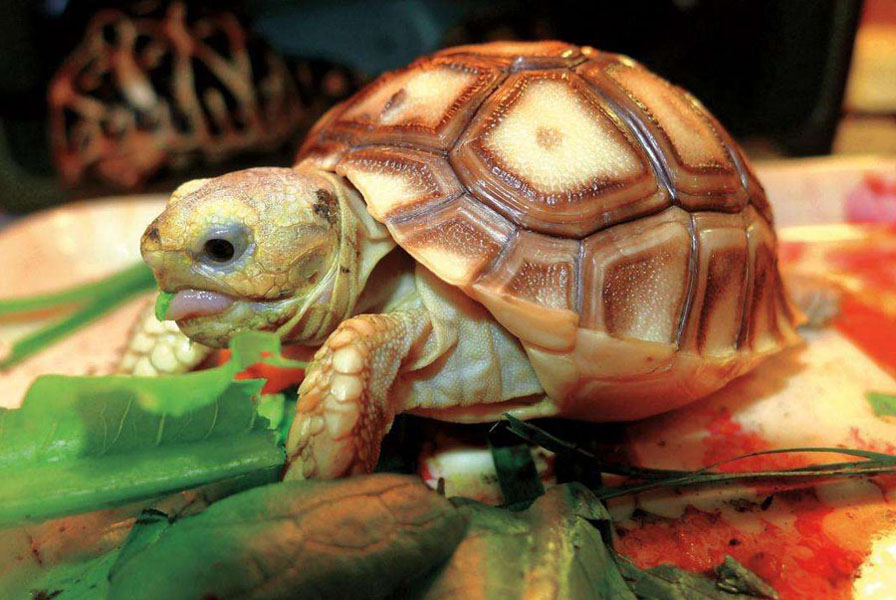 什么龟互动性强又好养,怎么和龟龟培养好感情