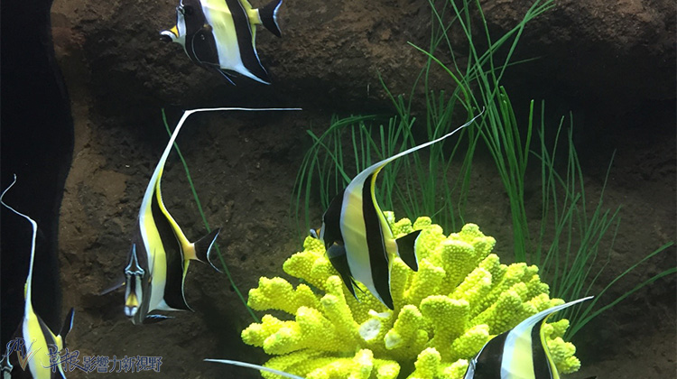 越南自驾游一日游视频,越南一日游芒街和谅山