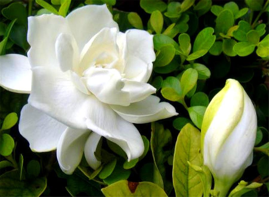 栀子花叶片发黄图片及原因,栀子花叶片发黄的解决方法