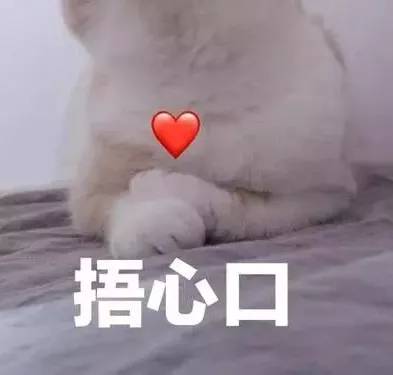 养猫常备药物推荐,铲屎官必备驱虫药