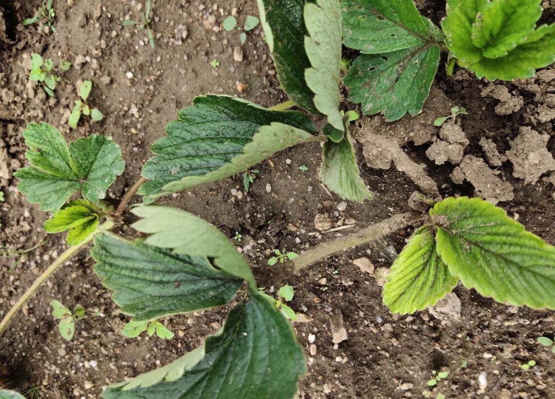 大棚移栽草莓生长全过程,草莓移栽前应如何处理