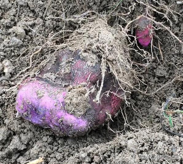 为何男主持说乾隆白菜是凉菜,主持人如何看待乾隆白菜