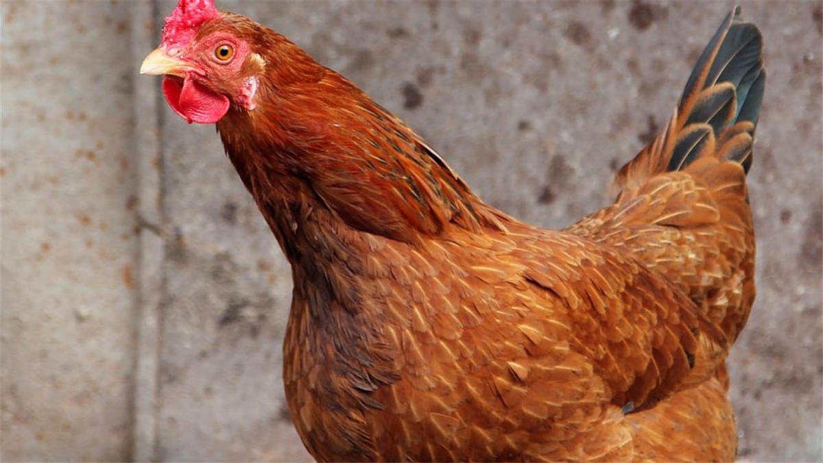 东涛鸡的大鸡爪怎么卖,一对鸡爪上万元