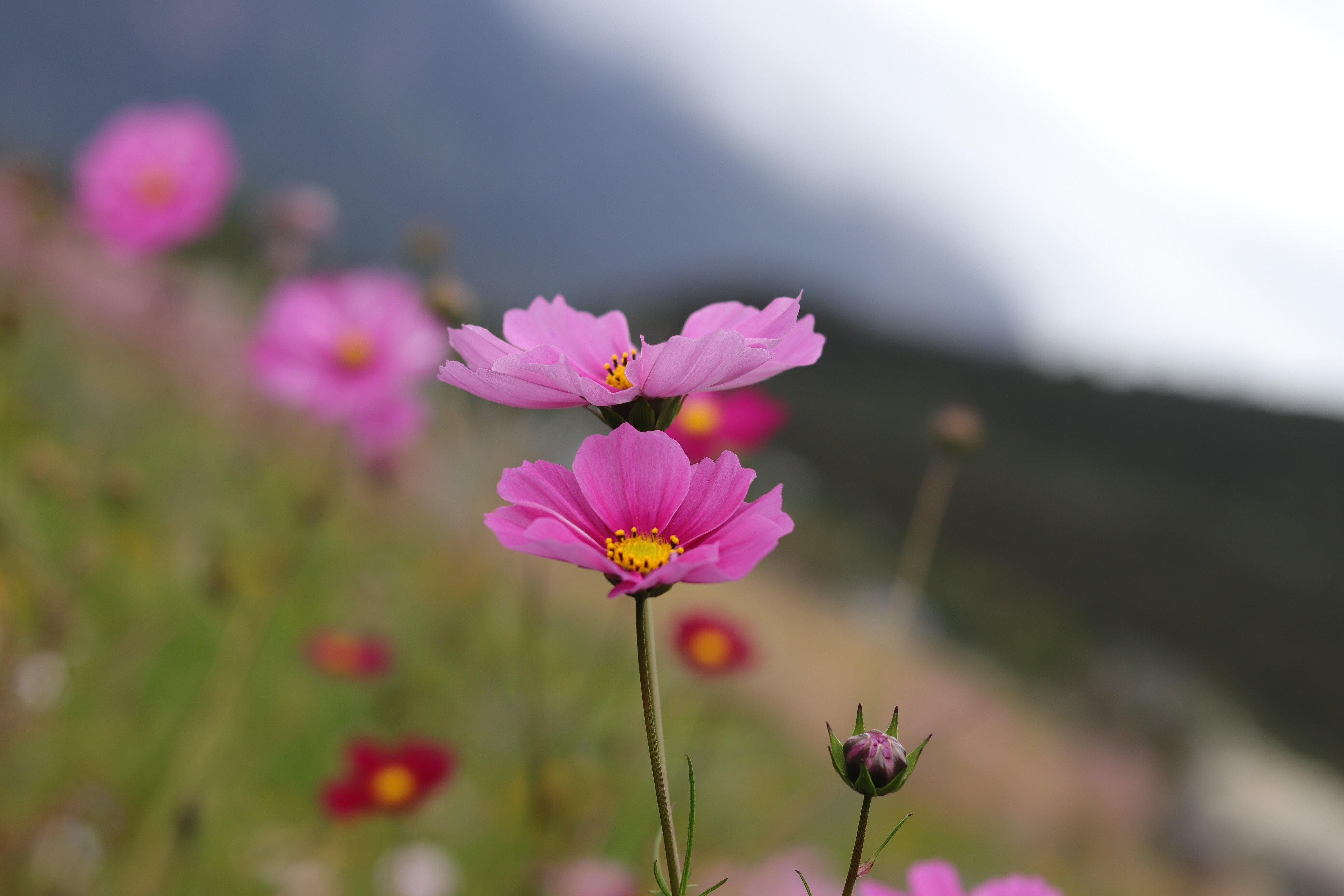 原来西藏的美景在藏西,去一趟西藏吧