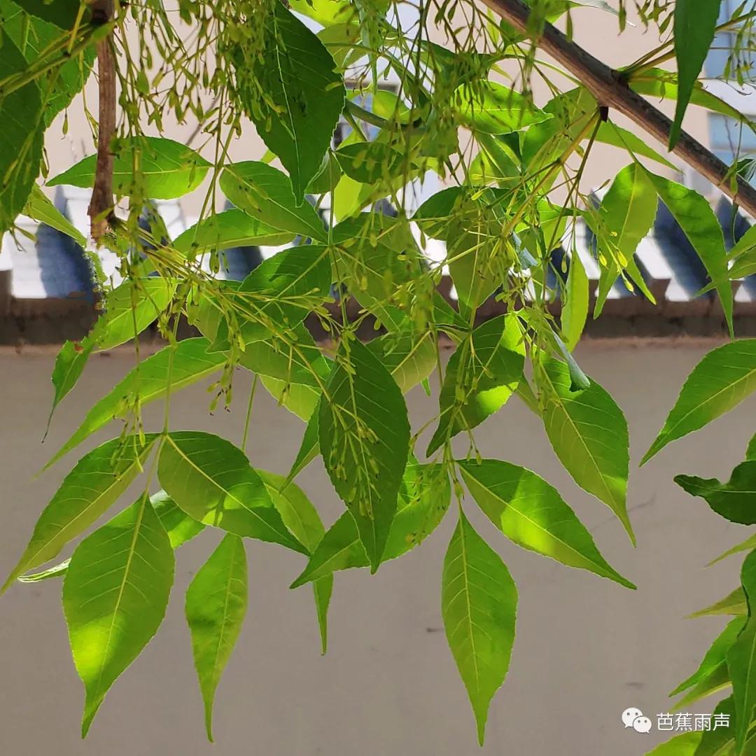 丰华街的白蜡树——新叶冉冉逢谷雨