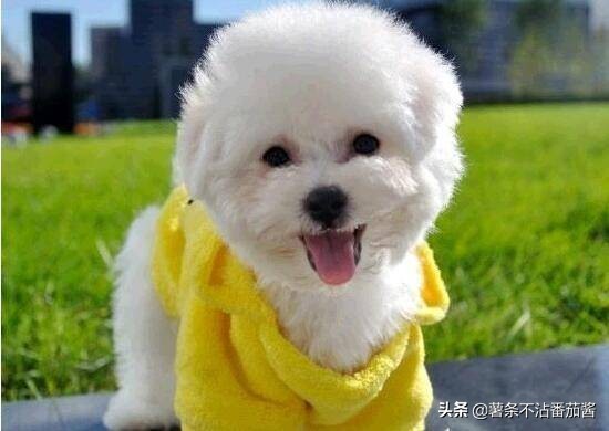 高颜值肌肉奶狗,什么样的小奶狗最可爱