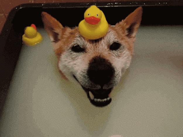 刚买回家的幼柴犬体臭怎么办,柴犬臭毛病