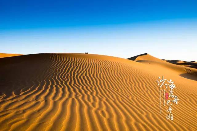 内蒙古阿拉善散养双峰驼,双峰驼是最罕见的动物