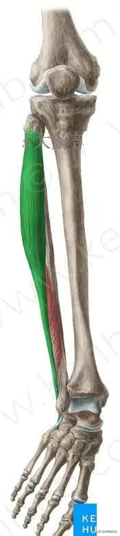 病理脚麻的最快恢复方法,脚麻诊断思路