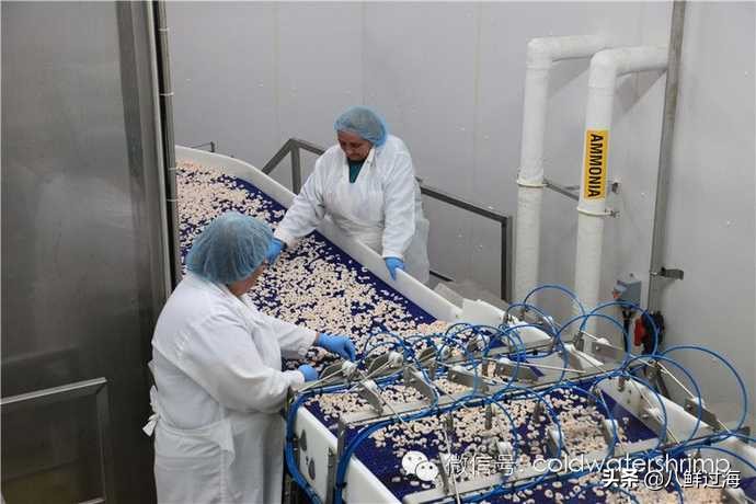 盐田生虾仁工厂,去壳北极甜虾工厂
