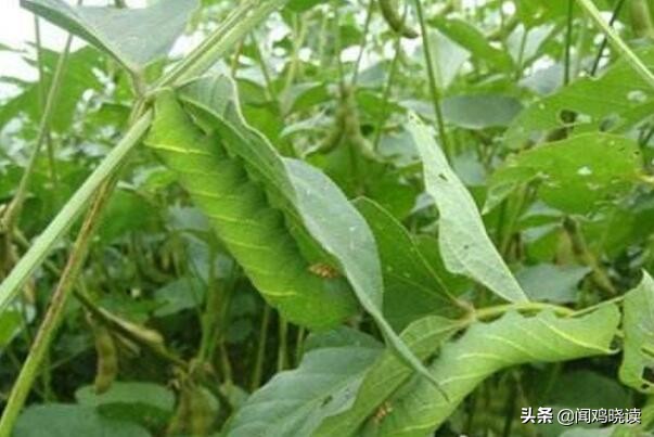 大豆黄了！你肯定还记得这些豆地里的“豆逼”趣事