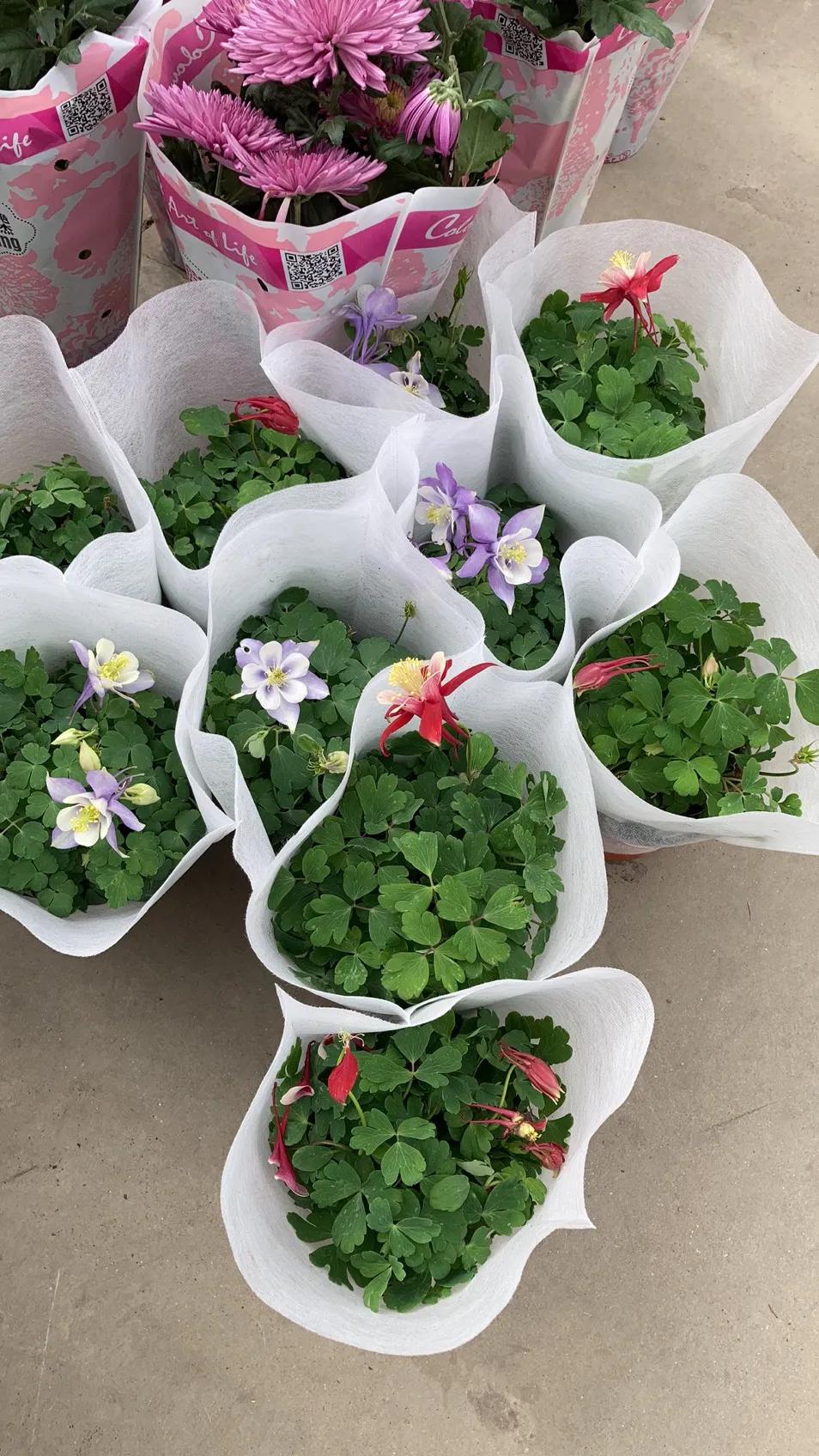 沈阳大东北花卉批发市场地址,沈阳大北花卉市场