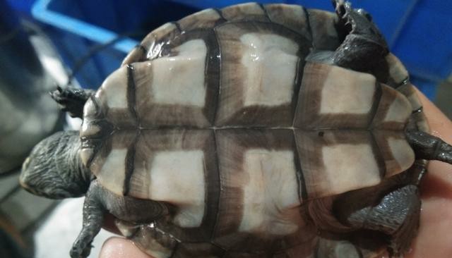 黄头侧颈龟到底能不能养,养黄头侧颈龟适合造景么