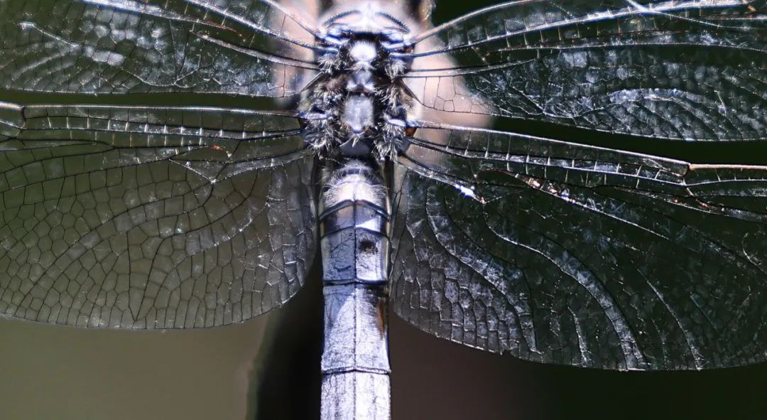 佳能eosr5对比佳能eosr5cc测评,佳能eosr5相机深度测评