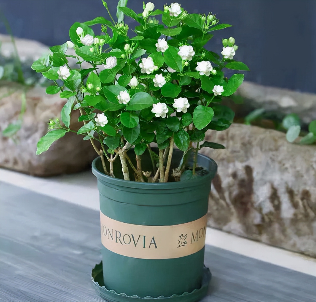 什么香水花最香最好养,好闻好养适合在卧室养的香水花