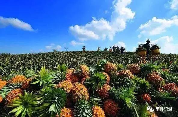 徐闻菠萝哪个基地好吃一点,徐闻菠萝特产有哪些