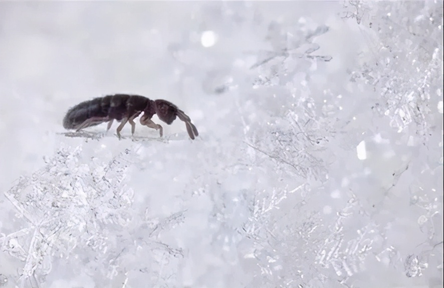 生态缸老死鱼怎么回事,生态缸老是死鱼是什么原因