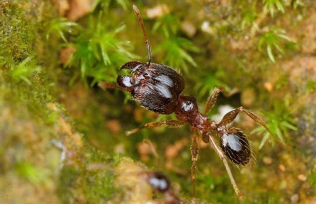 常见的蚂蚁图片,最常见的蚂蚁种类图片