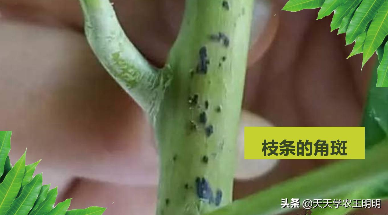 芒果炭疽用什么药,芒果炭疽