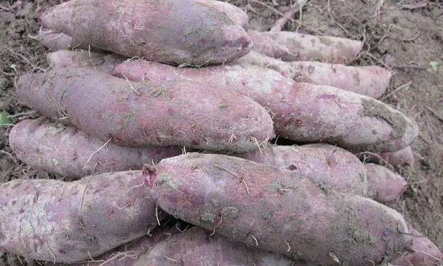 红薯储存不当，易发软腐病——红薯储存要从采收开始把控