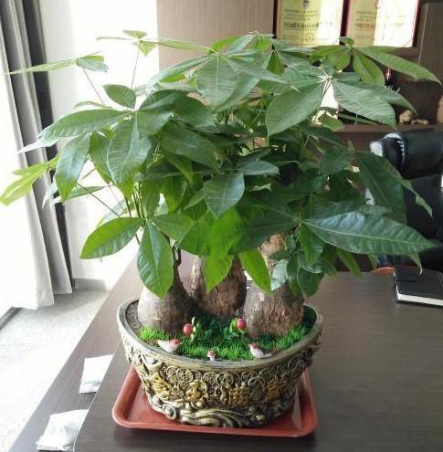 在家里养殖致富,发财树黄叶烂根怎么处理