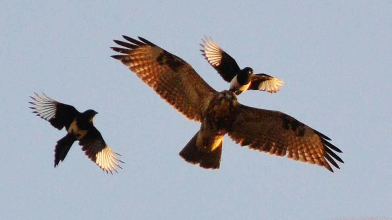 老鹰吃喜鹊被一群喜鹊欺负,老鹰为什么敢捕食毒蛇