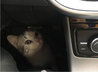 带猫咪长途自驾游回家准备什么,带猫咪回老家开车要准备什么