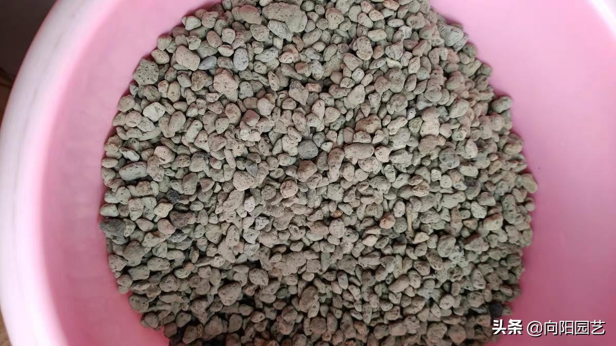 日本火山爆发，产生大量浮石，鱼腹塞满浮石，这种浮石2元一斤