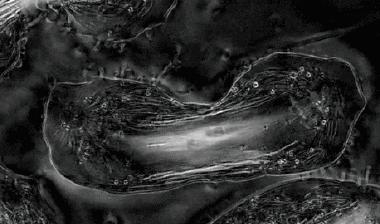 生物实验使用显微镜怎么用双眼看,生物显微镜人眼看到的图像