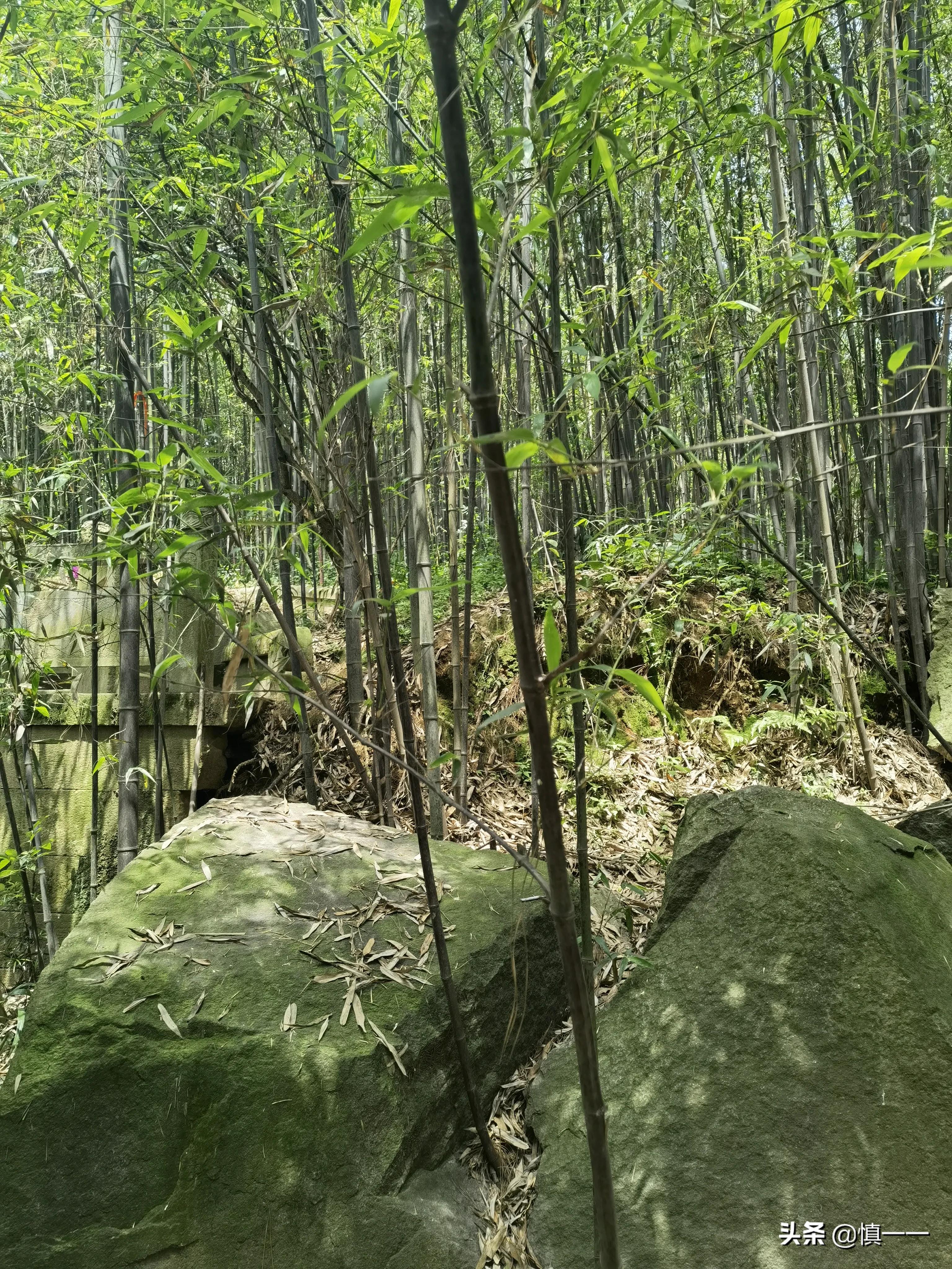 见到传说中的柳毅井传书亭，拜谒湘妃墓、亲眼目睹湘妃竹的真面目