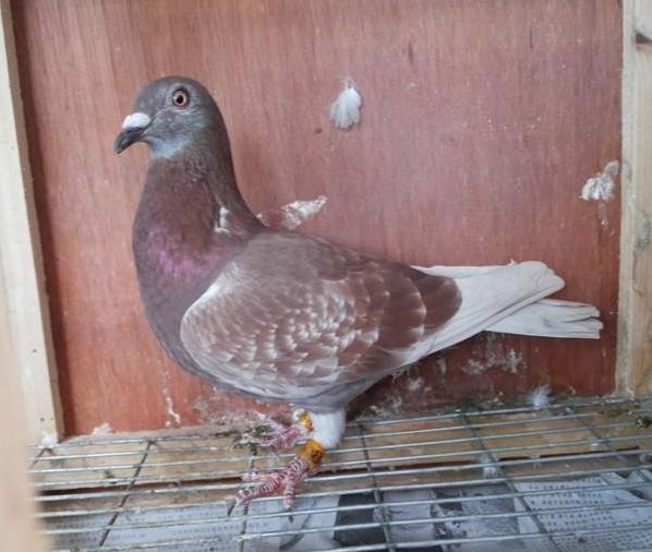 信鸽种鸽一年出几窝为好,信鸽经常出双雄的种鸽好吗