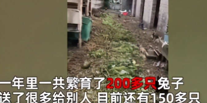 流氓兔有几季,流氓兔的繁衍方法