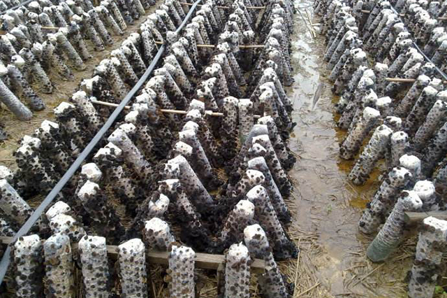 黑木耳培植的重点工作在哪里？3分钟让你掌握黑木耳的种植技术