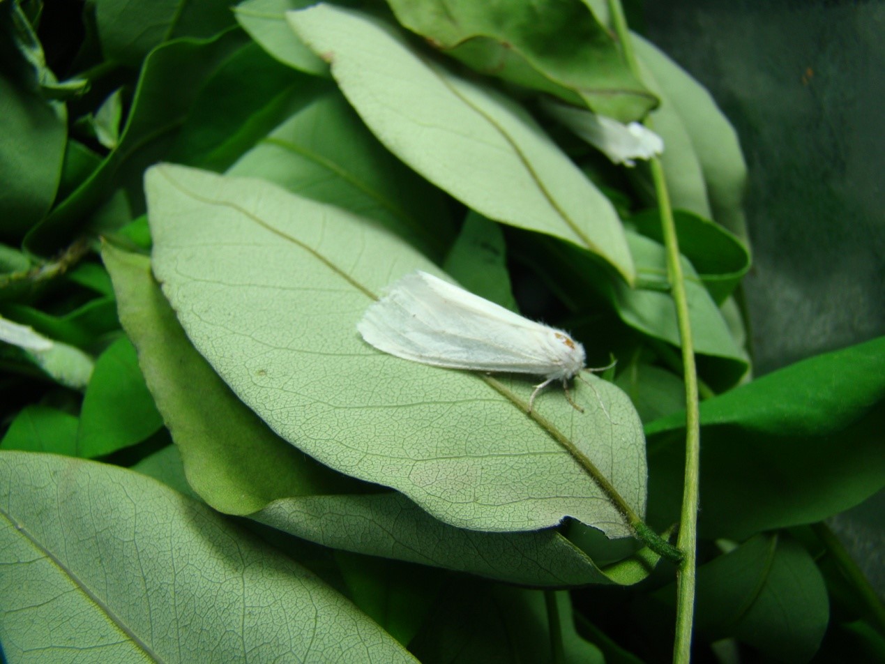 这个秋天碰到白色毛毛虫了吗?其实它们来自大洋彼岸