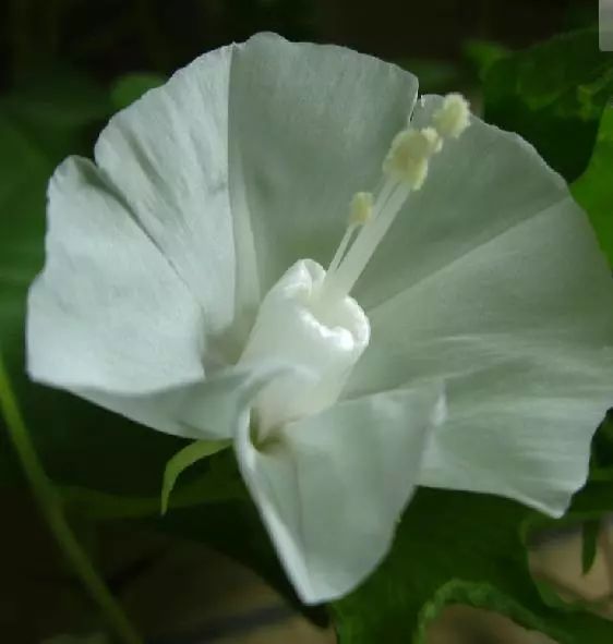 牵牛花到处游,牵牛花随便种