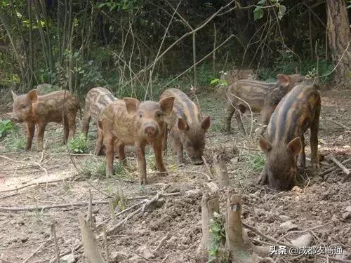 二代野猪养殖利润,养殖野猪投资多大