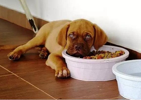 狗狗突然不吃不喝的怎么回事,狗狗突然不吃不喝了什么原因