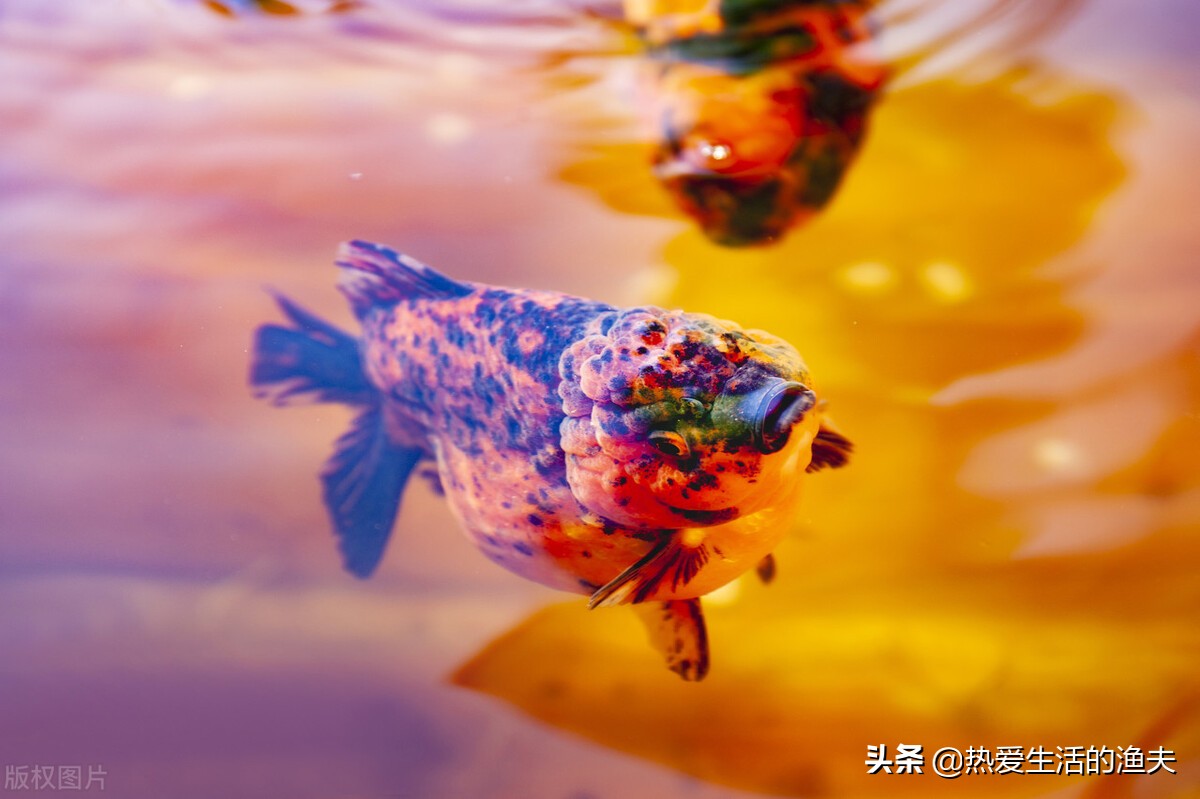 金鱼要怎么养才能活久一点,金鱼要怎么养才能活得更久