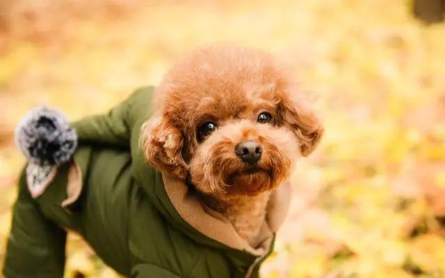 泰迪转来转去发出呜呜声怎么办,泰迪发抖后非要抱不抱就呜呜叫